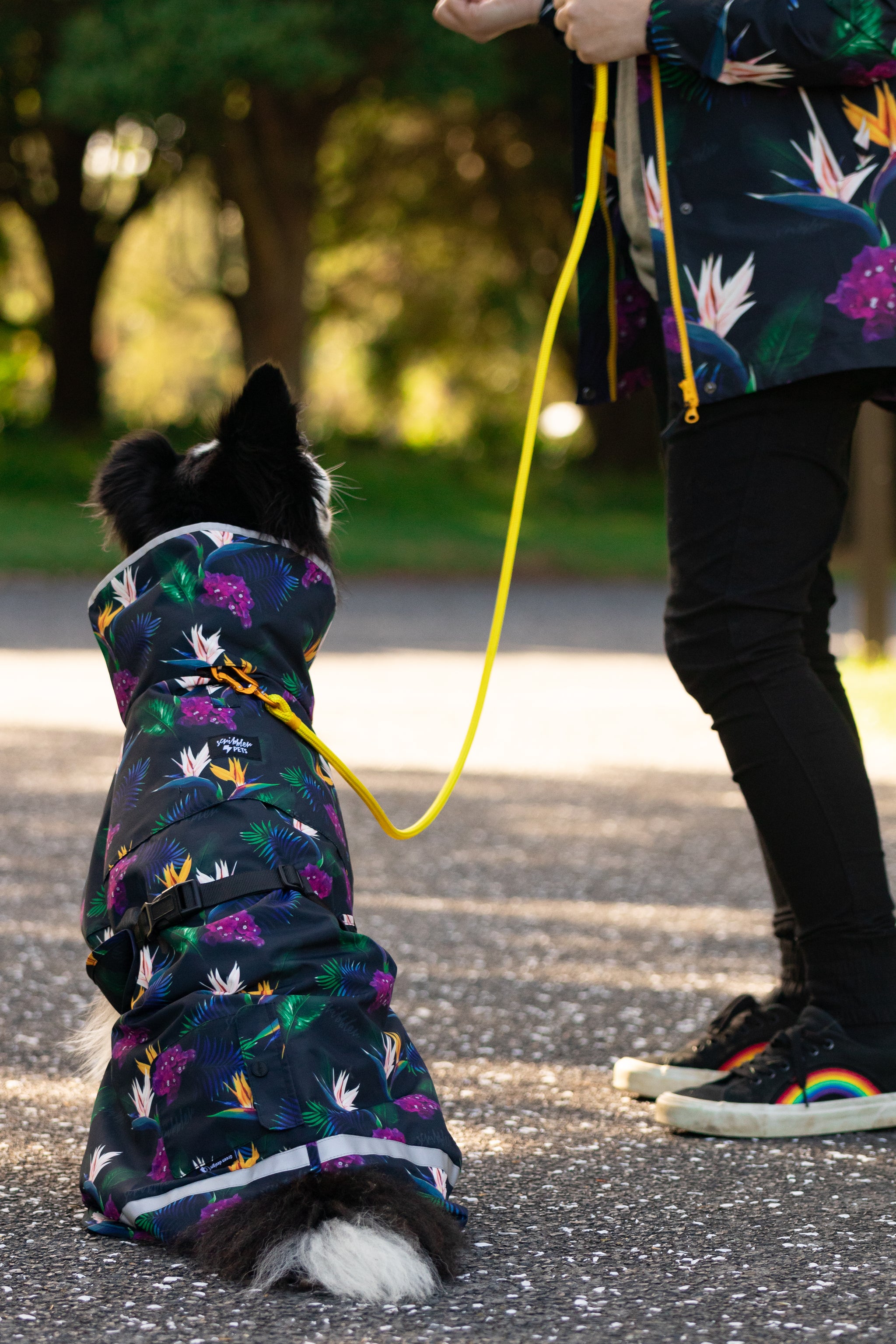 Dog walking rain gear online